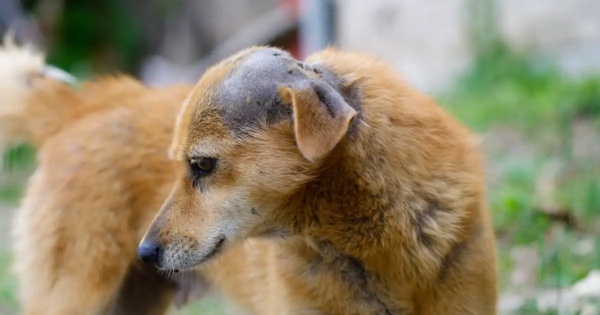 Esporotricose em Cachorros